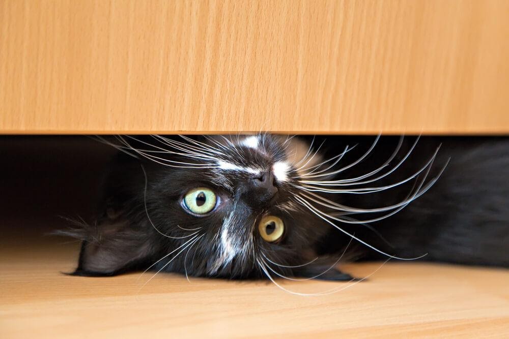 O Que Significa Se Meu Gato Se Esconder Debaixo Da Cama 